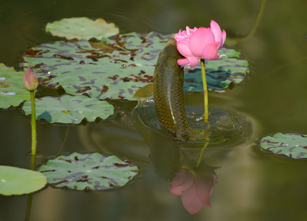 魚(yú)荷圖